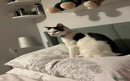 Domestic Shorthair cats for sale: 1 year old female cat - Image 2