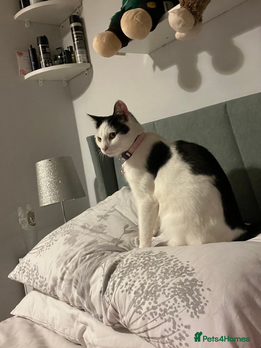 Domestic Shorthair cats for sale: 1 year old female cat - Image 2
