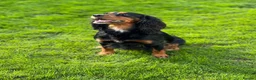 Cocker Spaniel dogs for sale: **MERLE** cocker spaniel puppies READY TO GO!!  - Advert 35
