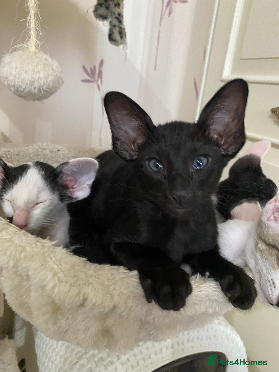 Oriental cats for sale: Beautiful Oriental Kittens for Sale - Advert 32