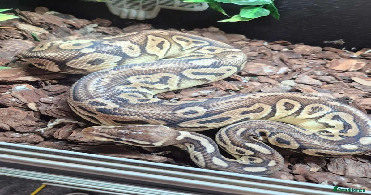Pastel ball Python Snake Reptiles for sale | Pets4Homes
