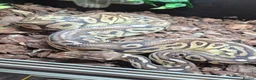 Python Snake reptiles for sale: Male Ball Python.  - Advert 1