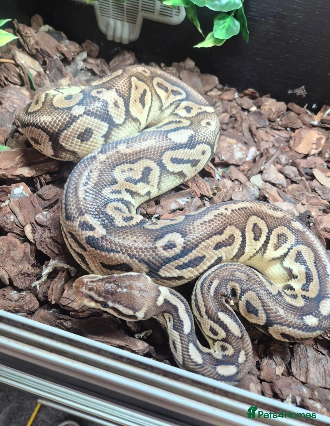 Python Snake reptiles for sale: Male Ball Python.  - Advert 1