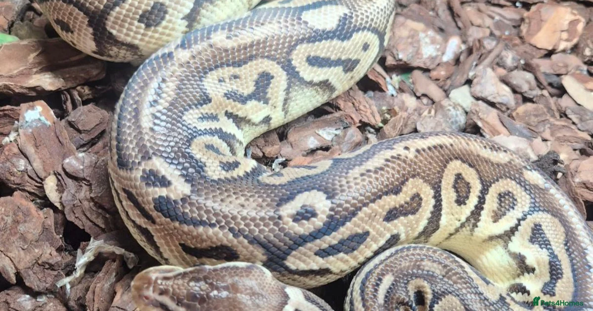 Excellent Snake Python Snake Reptiles for sale in Harrogate, North Yorkshire | Pets4Homes