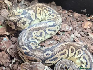 Python Snake reptiles Male Ball Python. - Advert 1