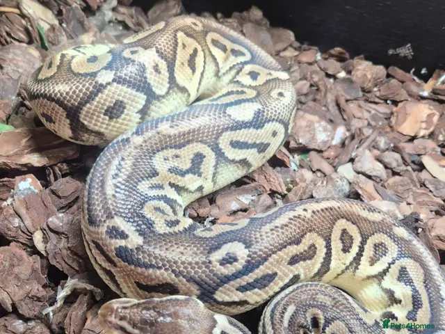Python Snake reptiles Male Ball Python. - Advert 1
