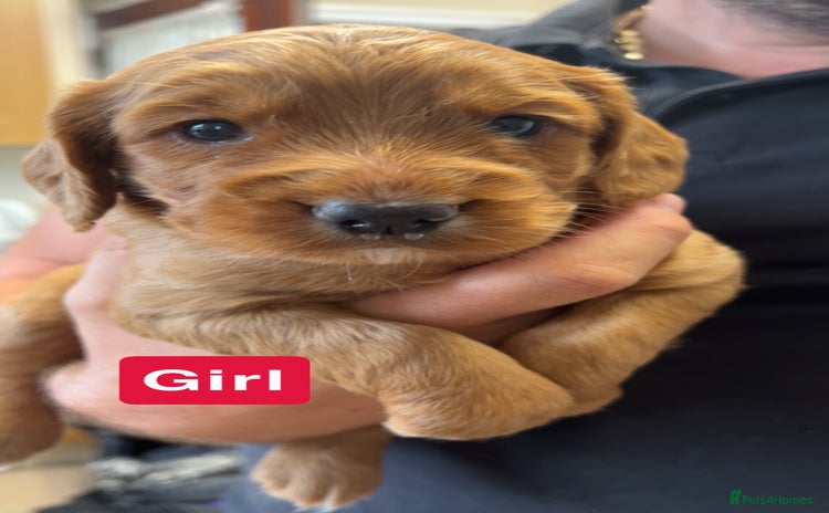 Cocker Spaniel dogs - Advert 9