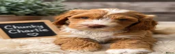 Australian Labradoodle dogs for sale: Outstanding 5 🌟🌟 Australian labradoodle litter  - Advert 3