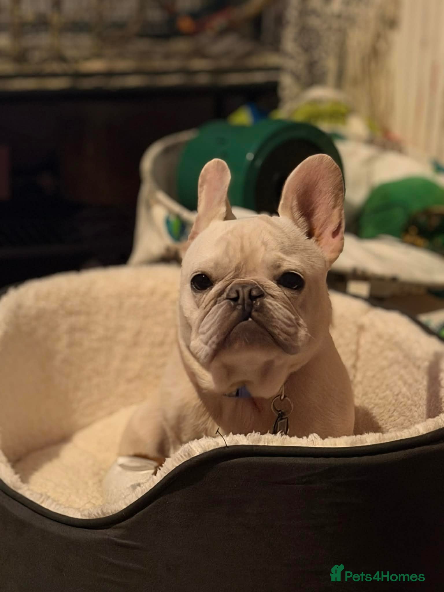 French Bulldog dogs Gorgeous Frenchie available for adoption  - Advert 3