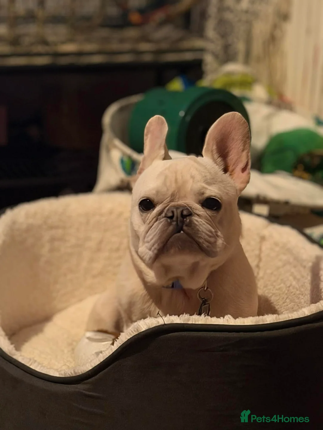 French Bulldog dogs for adoption: Gorgeous Frenchie available for adoption  - Advert 1