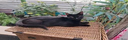 Mixed Breed cats for sale: Very energetic full of love kittens in Ilford - Advert 2