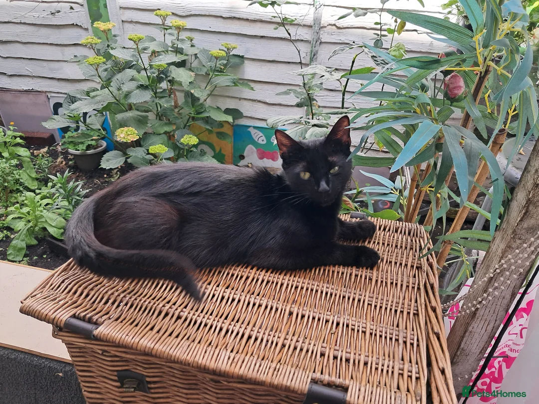 Mixed Breed cats for sale: Very energetic full of love kittens in Ilford - Advert 2