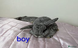 Mini Lop rabbits for sale: Gorgeous Fluffy Purebred Mini Lop bunnies - Image 15