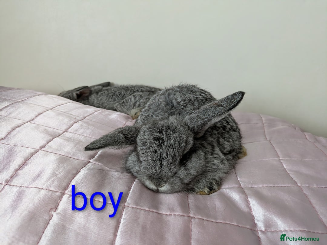 Mini Lop rabbits for sale: Gorgeous Fluffy Purebred Mini Lop bunnies - Image 15