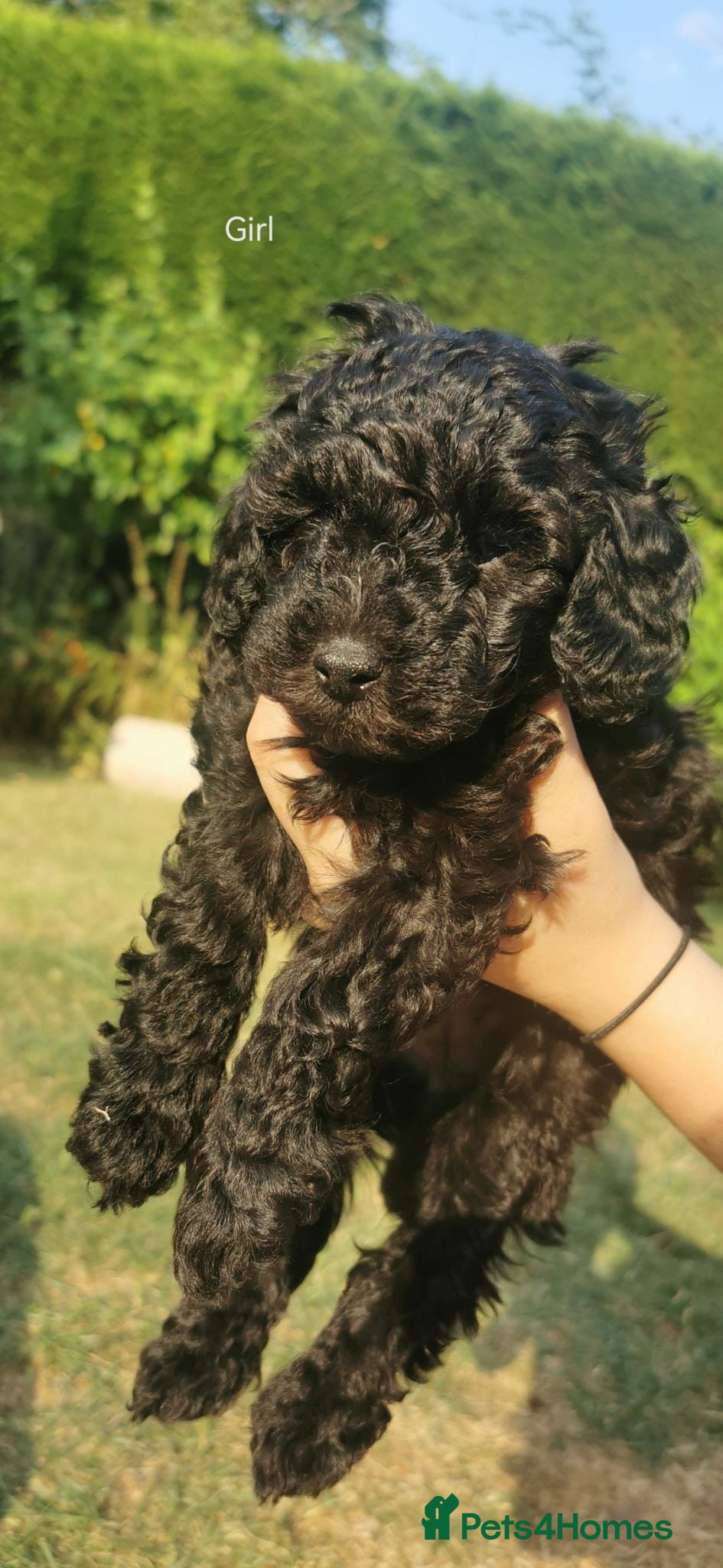 Toy Poodle dogs Stunning litter of Toy Poodles  - Advert 5