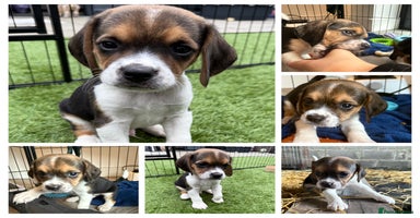 Beagle dogs - Advert 15