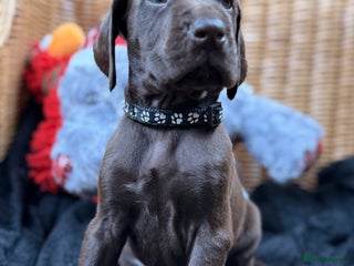 German Shorthaired Pointer dogs KC GSP Pups Health Tested Parents - Advert 11
