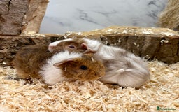 Guinea Pig rodents for sale: Multiple Baby Guinea Pigs for sale - Image 10