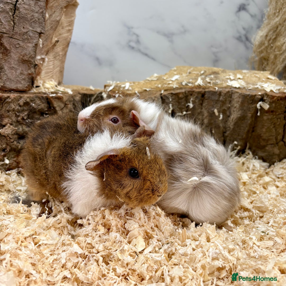Guinea Pig rodents for sale: Multiple Baby Guinea Pigs for sale - Image 10