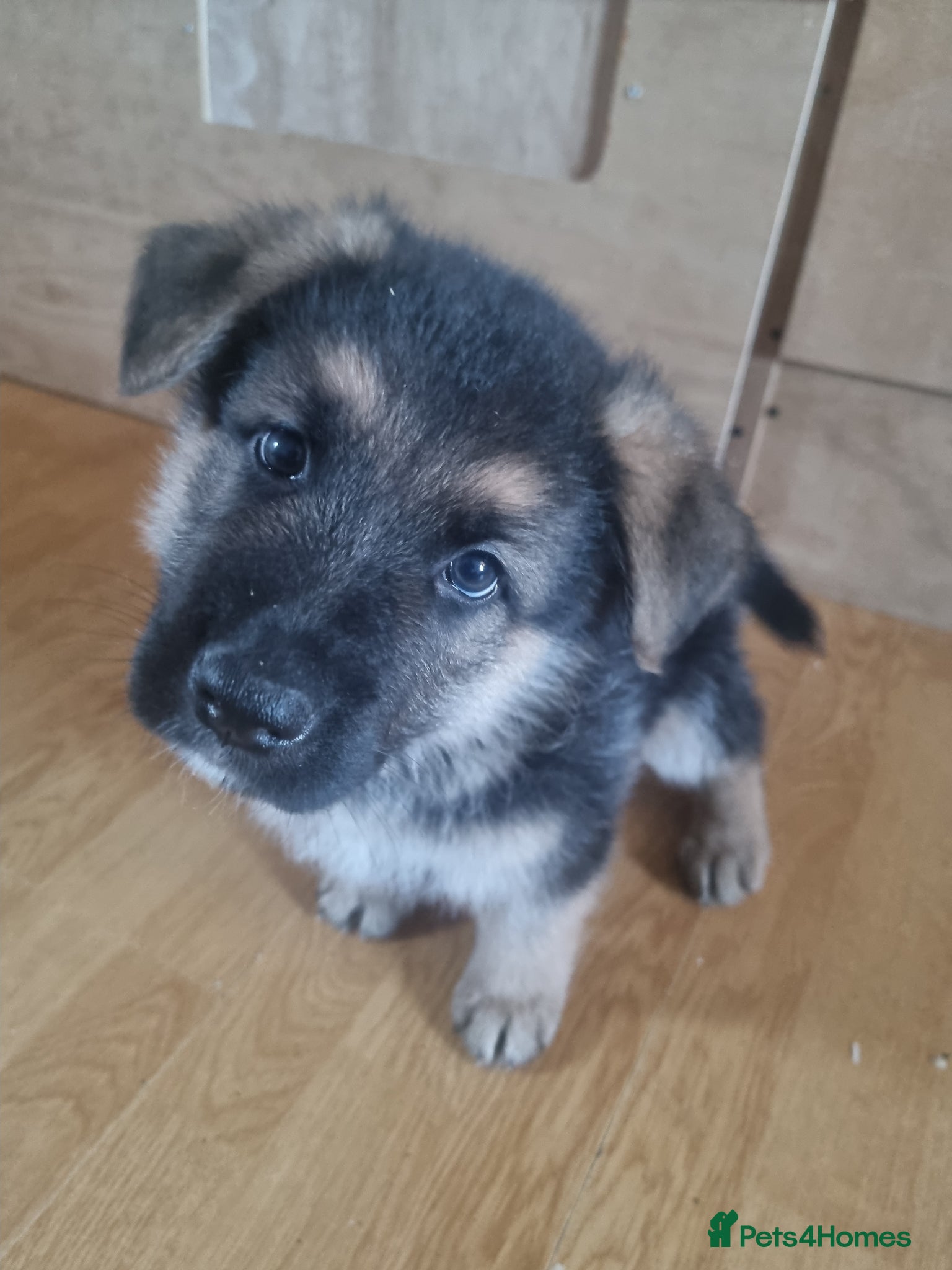 German Shepherd dogs 🔥🔥GERMAN SHEPHERD PUPS🔥🔥 - Advert 2