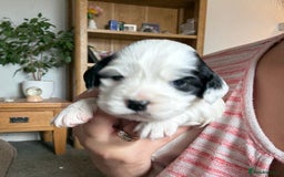 Mixed Breed dogs for sale: Cocker spaniel x chihuahua dalmation  - Image 7