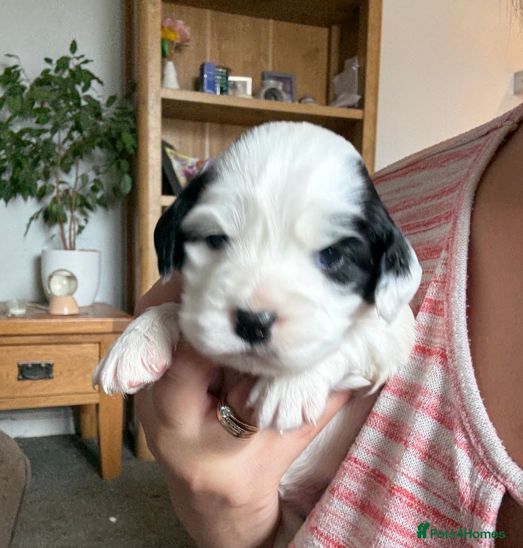 Mixed Breed dogs for sale: Cocker spaniel x chihuahua dalmation  - Image 7