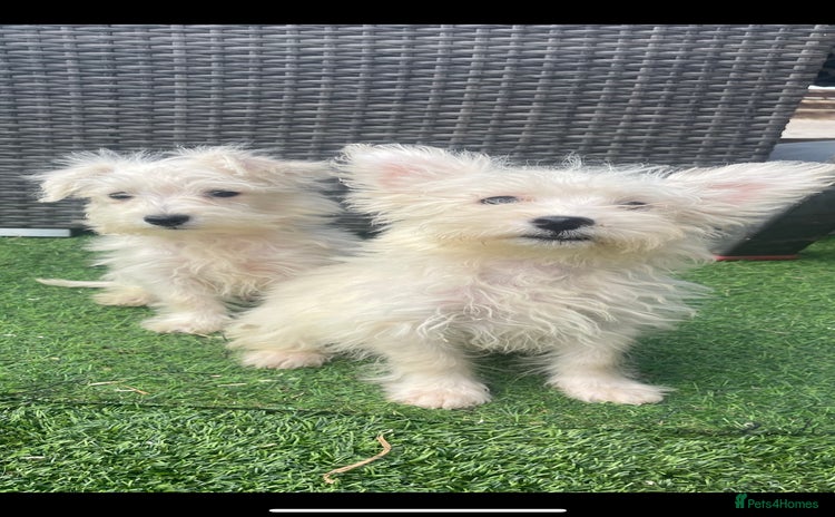 Mixed Breed dogs - Advert 3