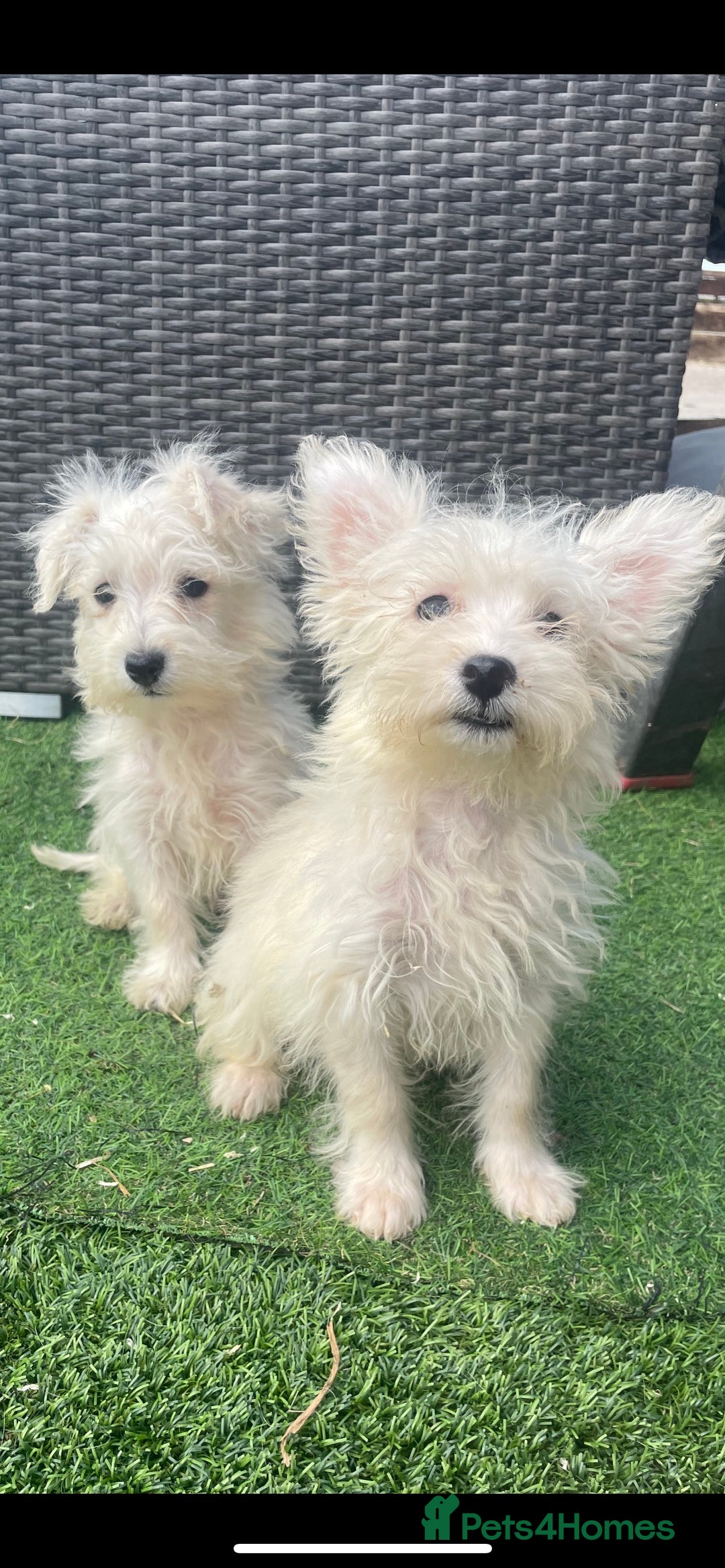 Mixed Breed dogs for sale: STUNNING WESTIE X POODLE PUPPIES  - Image 1