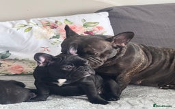 French Bulldog dogs for sale: French Bulldog Puppies 3 Months Old Girl and Boy  - Image 10