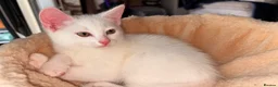 Domestic Shorthair cats for sale: Precious white cat for sale💕 - Advert 7