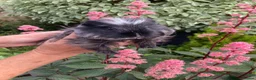 Guinea Pig rodents for sale: 5 gorgeous 🐹 Guinea pigs  - Advert 10