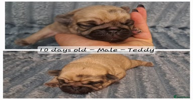 Pug dogs - Advert 5