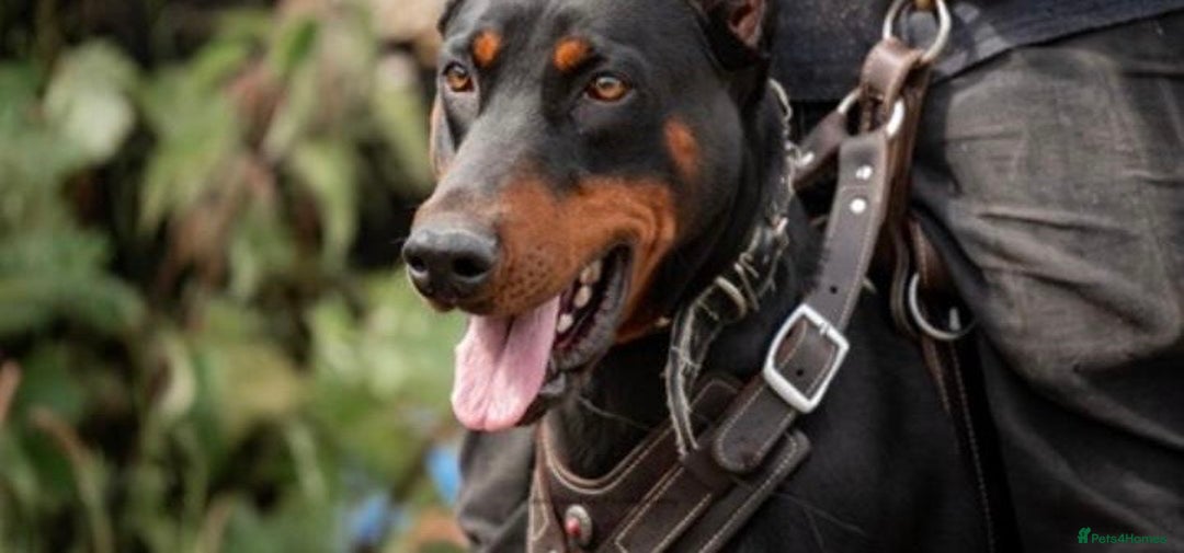 Dobermann dogs for sale: F1b Working Dobermann Puppies  - Image 6