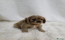 Cavalier King Charles Spaniel dogs for sale: TWO CAVALIER KING CHARLES BOYS AVAILABLE NOW - Image 6