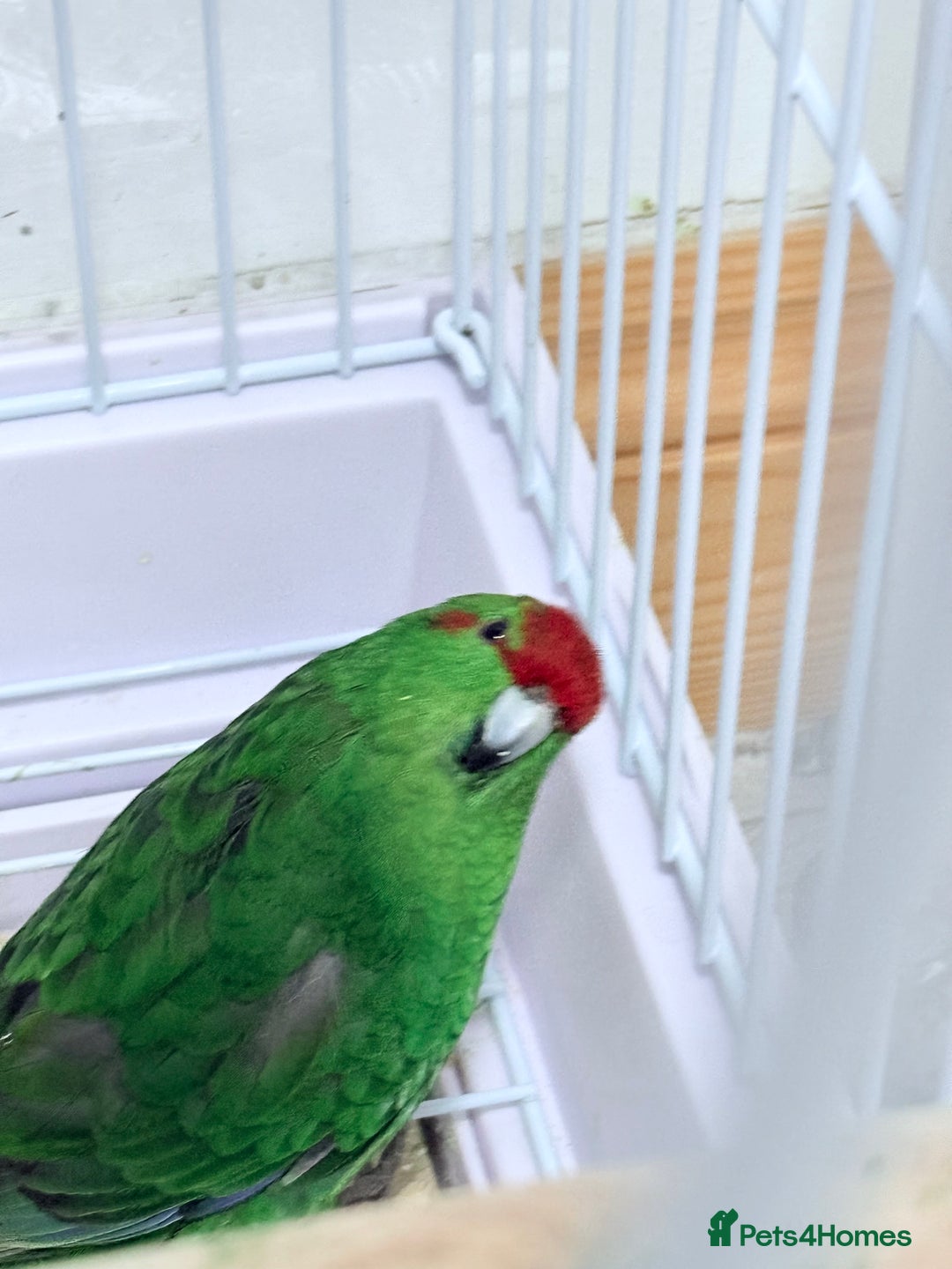 Parrots birds for sale: Beautiful Adorable Kakariki Talking Parrots - Image 6
