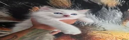 Ragdoll cats for sale: Outstanding quality Tortie Ragdolls - Advert 13