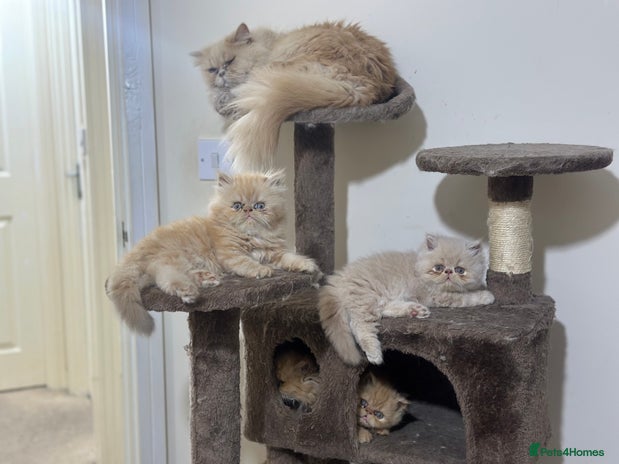 Persian cats - Advert 7