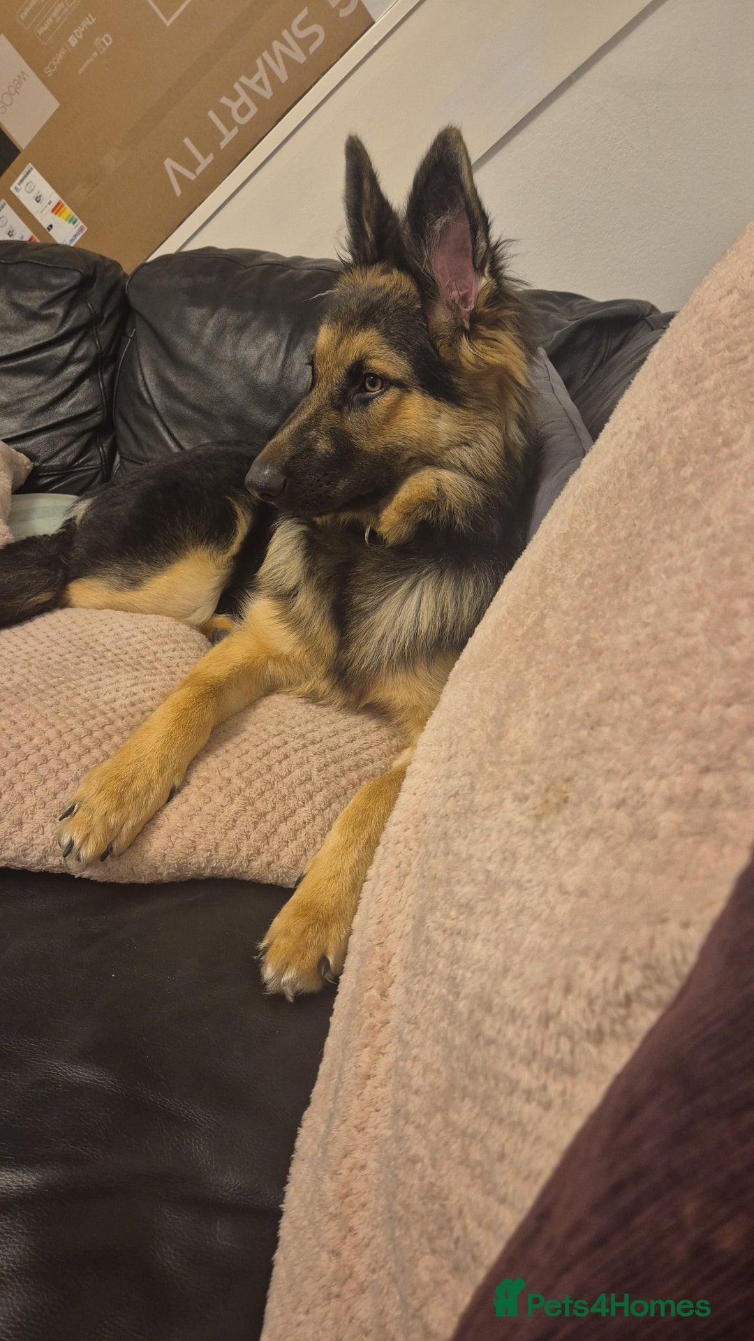 German Shepherd dogs for sale: German shepherd - Image 2
