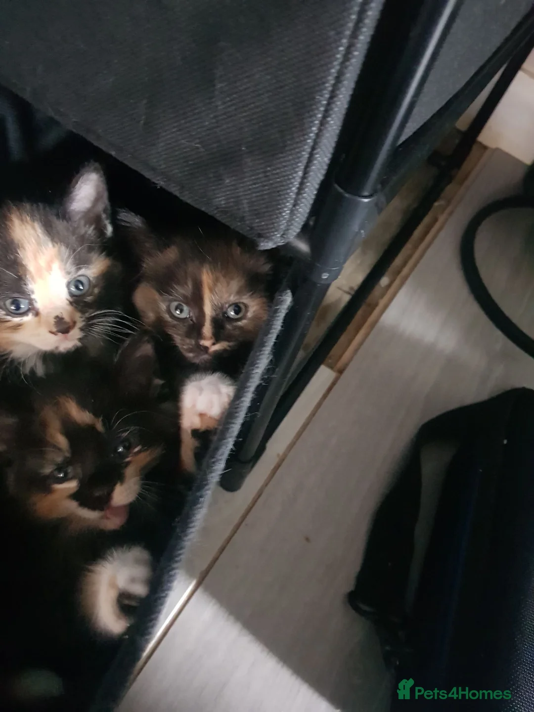 Mixed Breed cats for sale: Male and female kittens - Advert 14