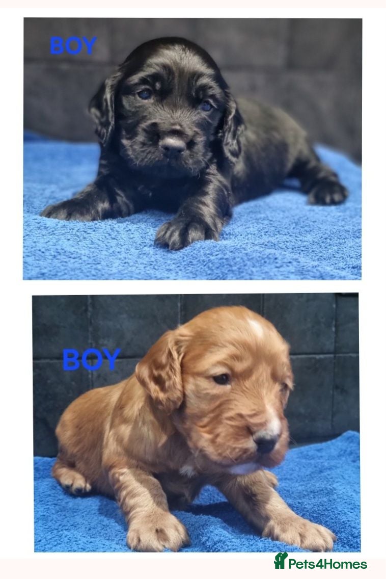 Cocker Spaniel dogs KC REGISTERED, DNA HEALTH TESTED - Advert 7