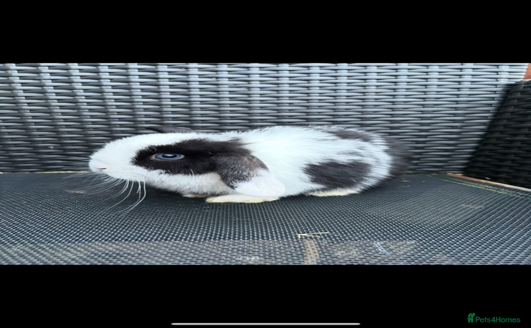 Mini Lop rabbits 1 beautiful baby girl mini lop - Advert 12