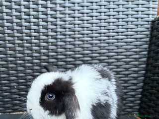 Mini Lop rabbits 1 beautiful baby girl mini lop - Advert 17