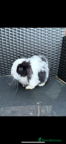 Mini Lop rabbits 1 beautiful baby girl mini lop - Advert 12