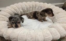 Miniature Dachshund dogs for sale: Incredible KC pups from Cream & Champion lines - Advert 9