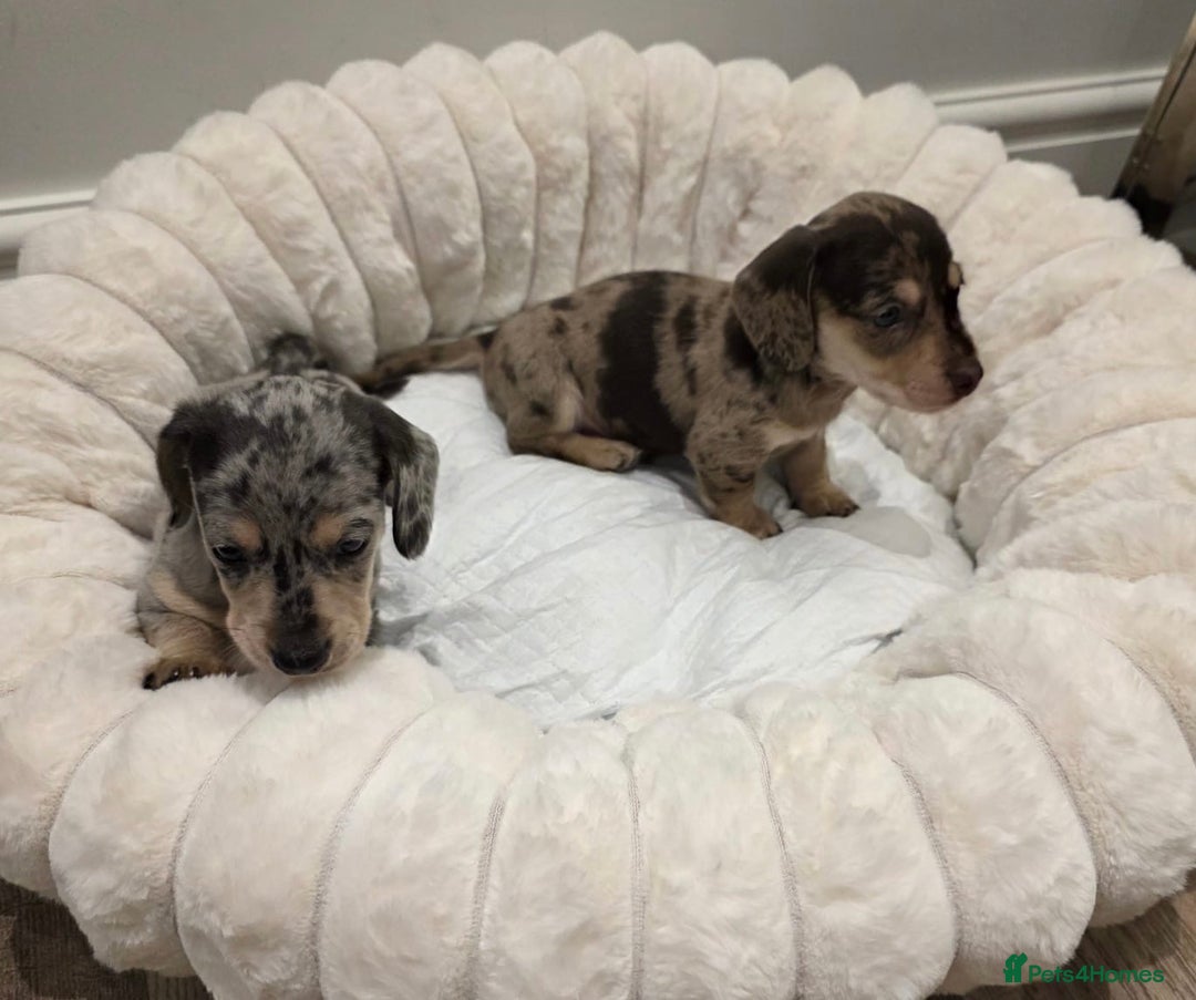 Miniature Dachshund dogs for sale: Incredible KC pups from Cream & Champion lines - Advert 9