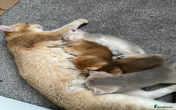 British Shorthair cats for sale: British Shorthair Golden kitten GCCF - Image 13