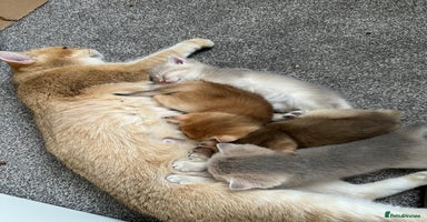 British Shorthair cats - Advert 3