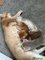 British Shorthair cats - Advert 15