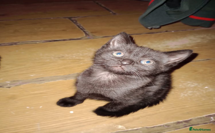 Mixed Breed cats - Advert 2