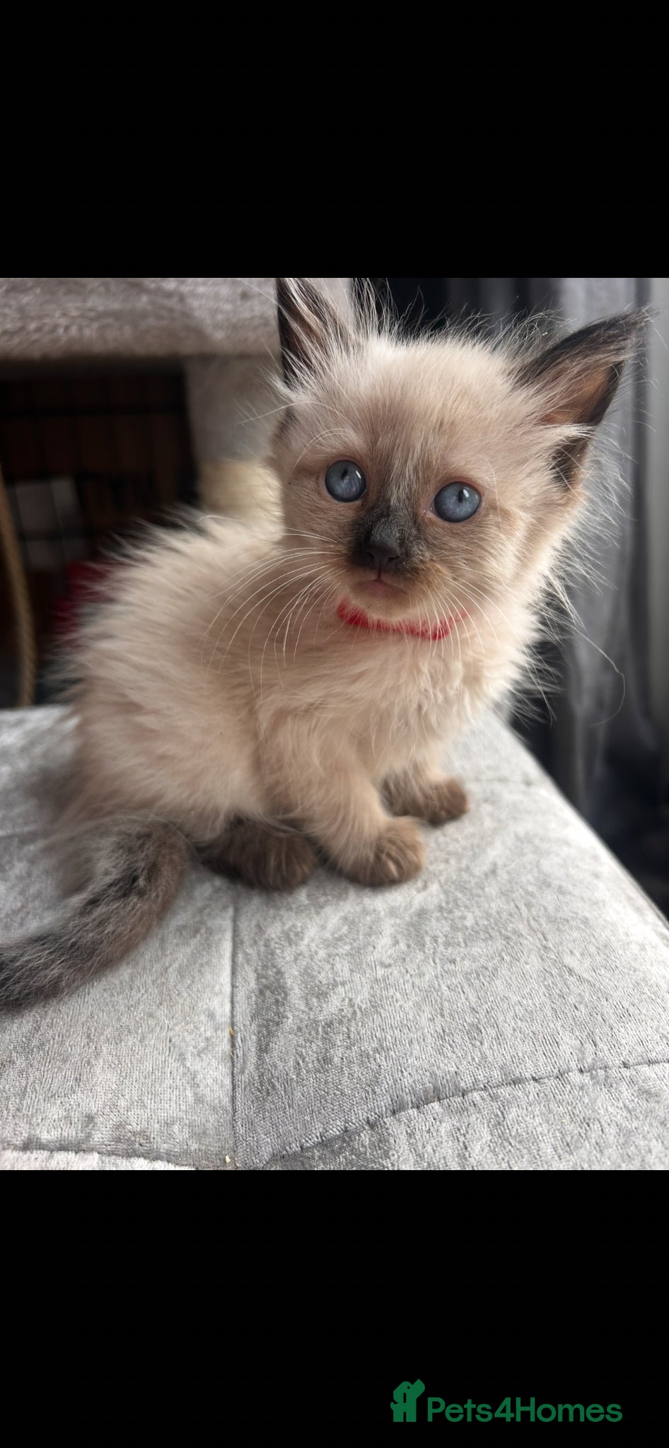 Mixed Breed cats Ragdoll x Maine coon kittens last 2 available. - Advert 17